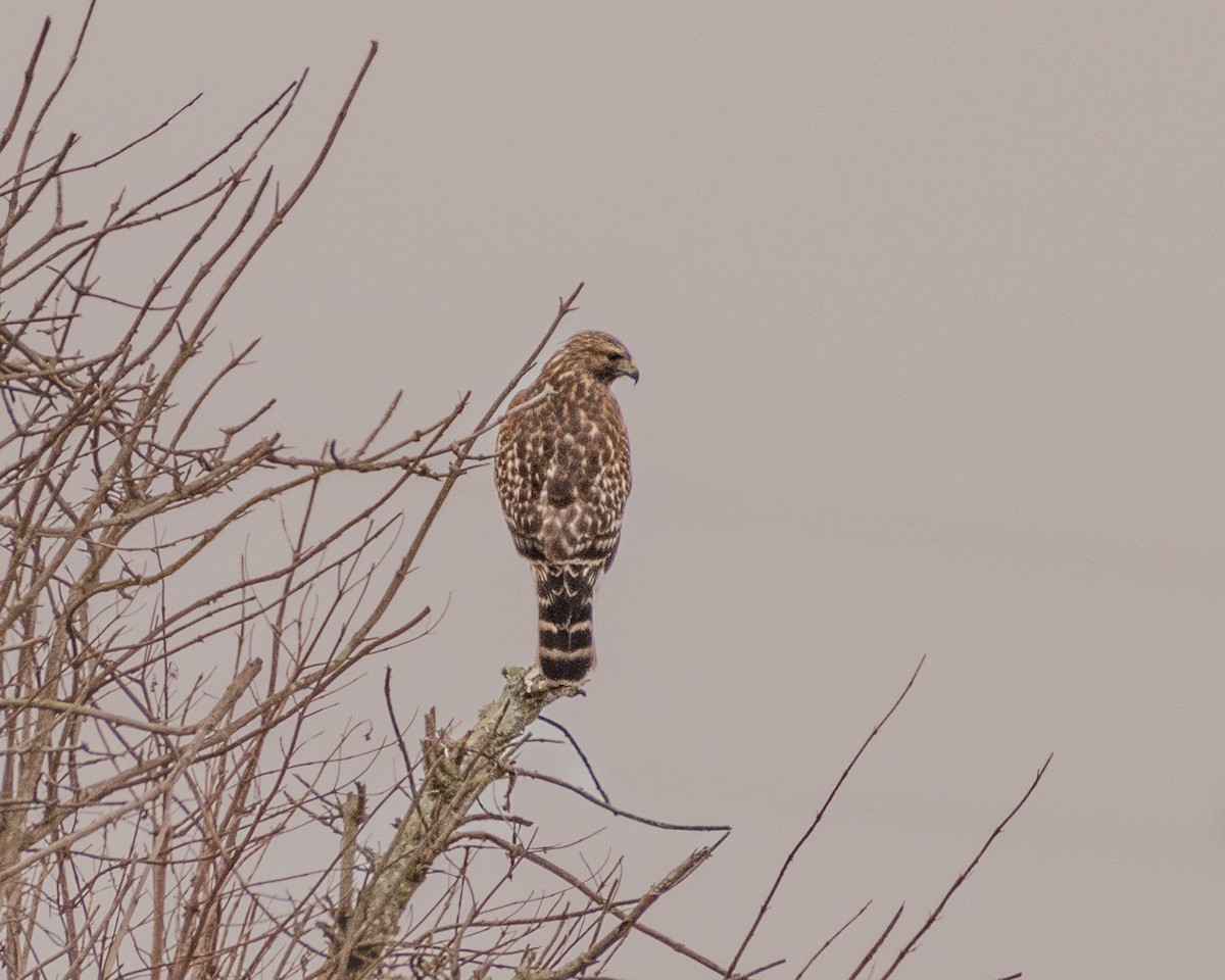 Red-shouldered Hawk - ML624066969