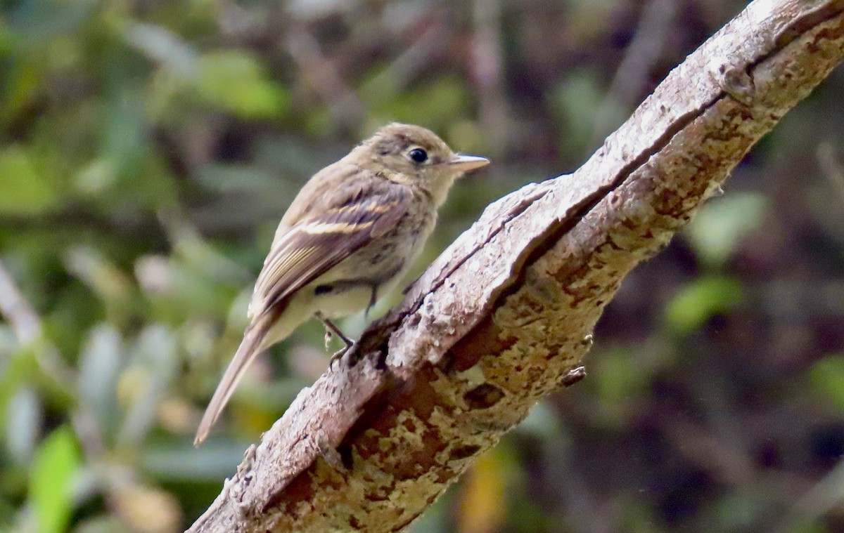 Western Flycatcher (Pacific-slope) - ML624066971