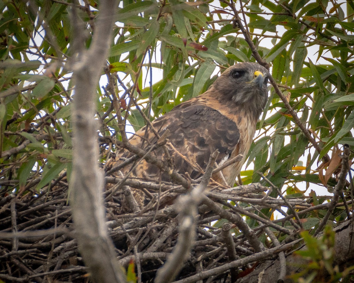 Red-tailed Hawk - ML624066972