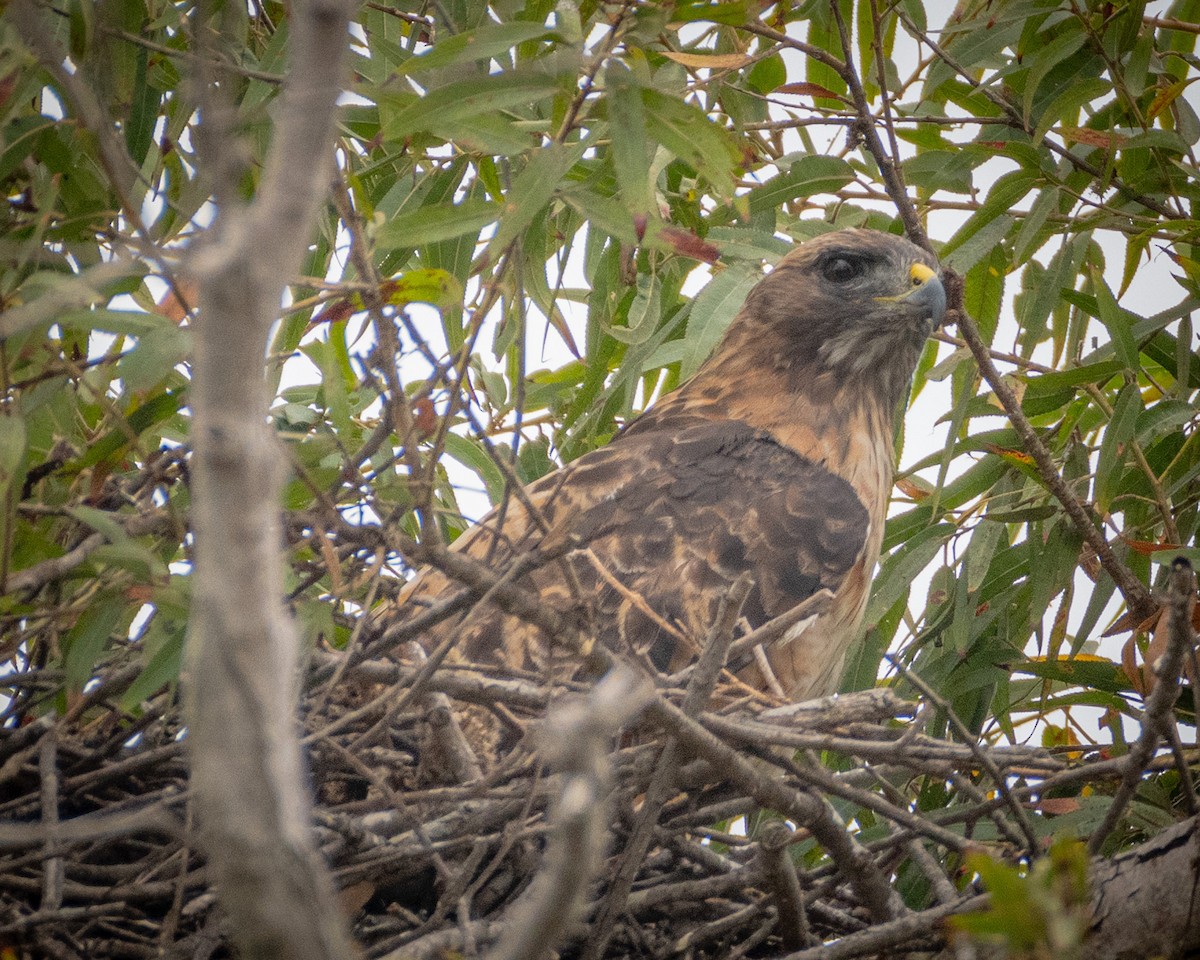 Red-tailed Hawk - ML624066976