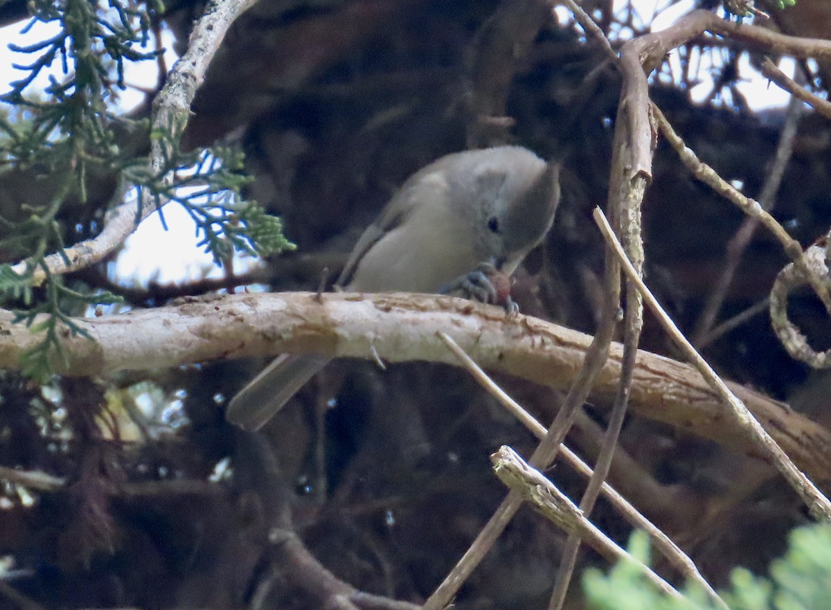 Oak Titmouse - ML624066982