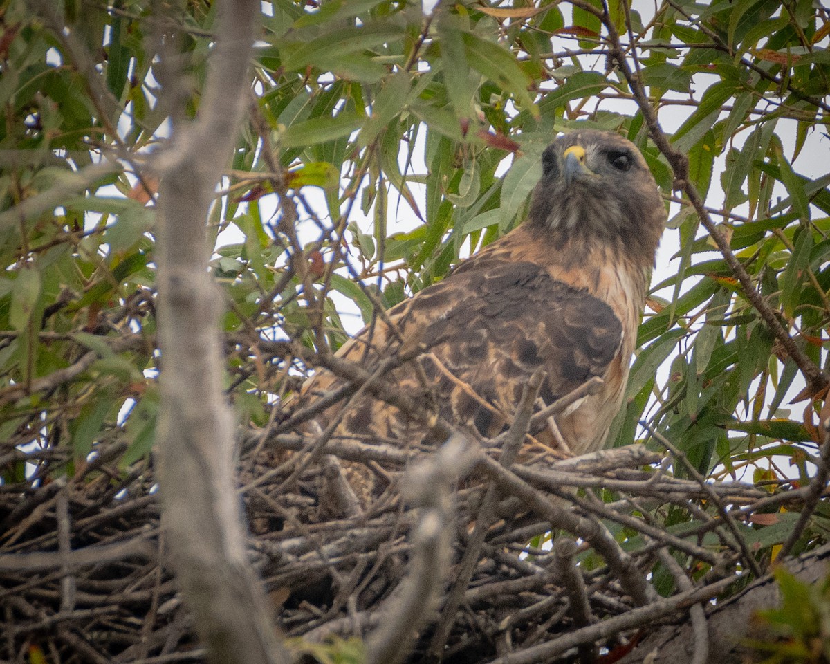 Red-tailed Hawk - ML624066984