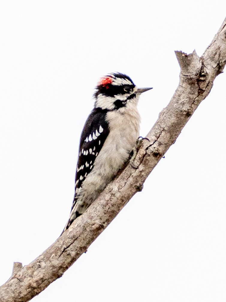 Downy Woodpecker - ML624066985