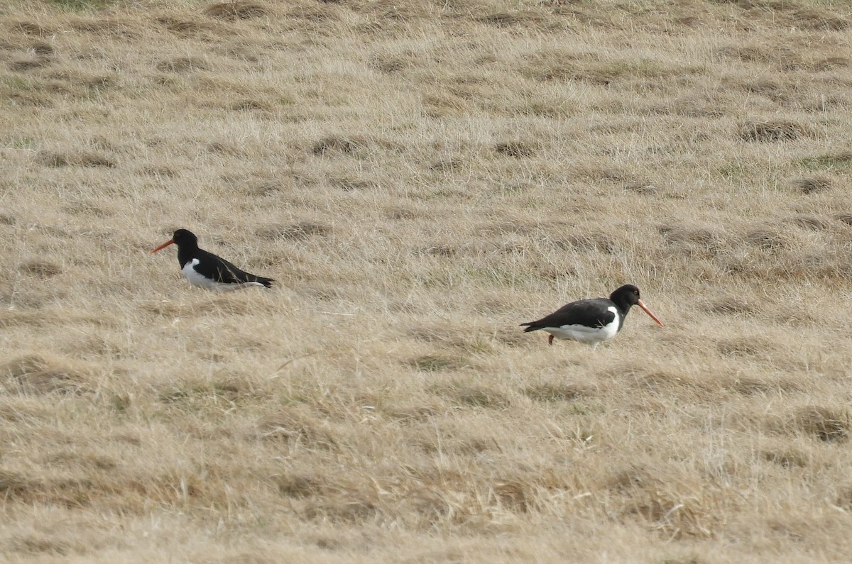 South Island Oystercatcher - ML624066990