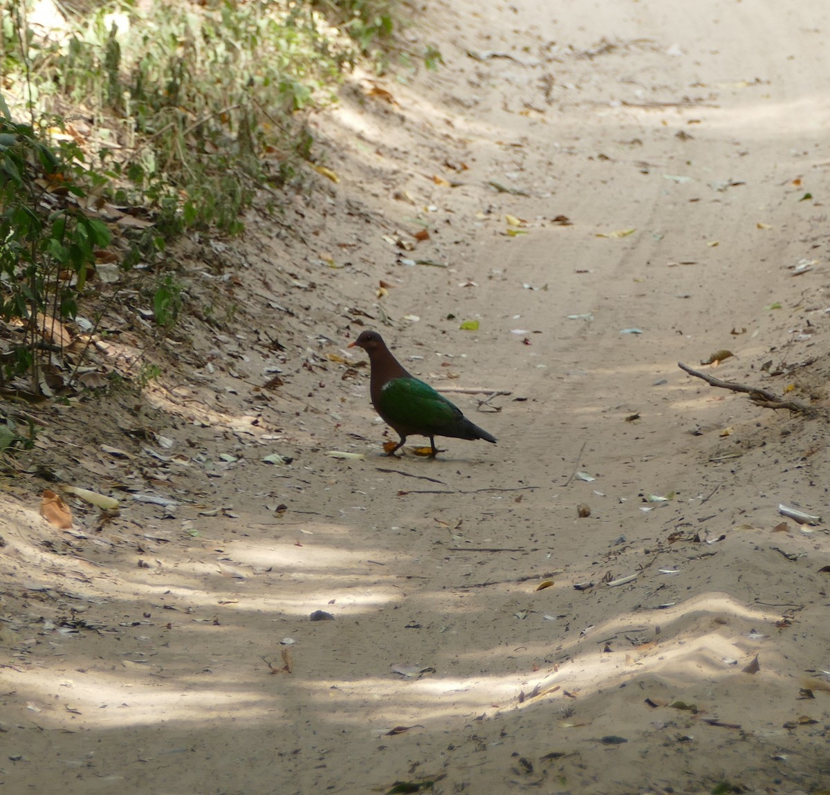 Pacific Emerald Dove - ML624066996