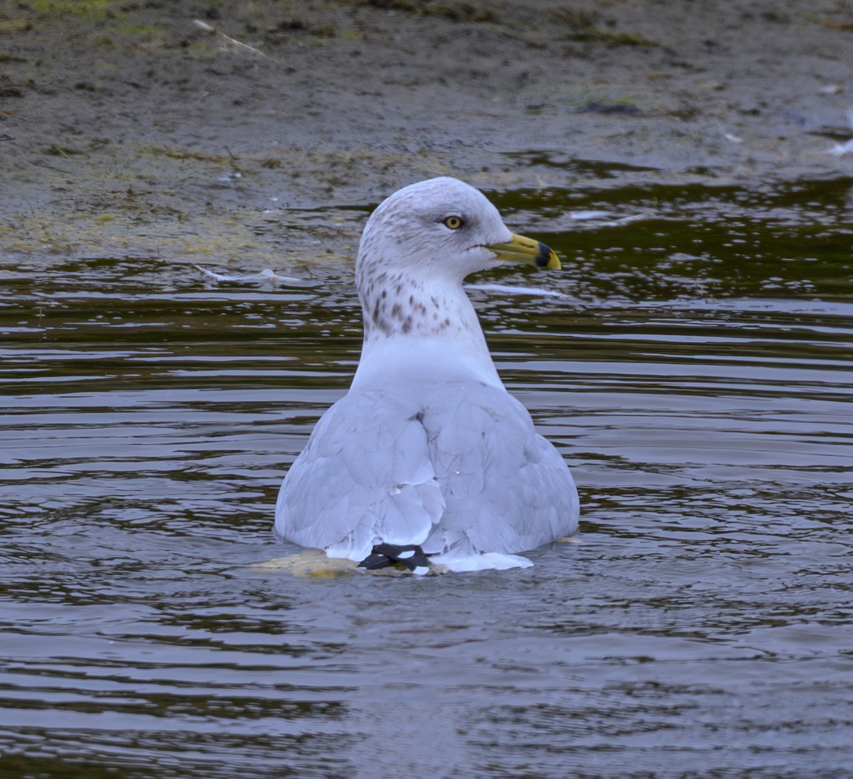 Ring-billed Gull - ML624067002