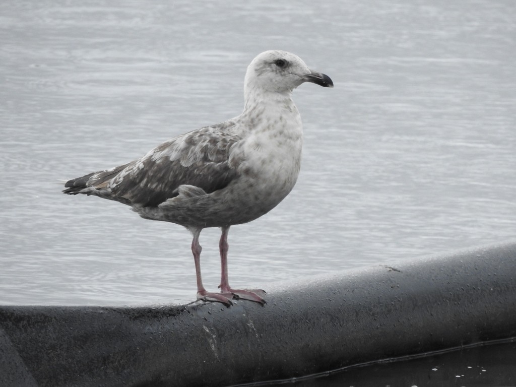 Мартин охотський - ML624067005