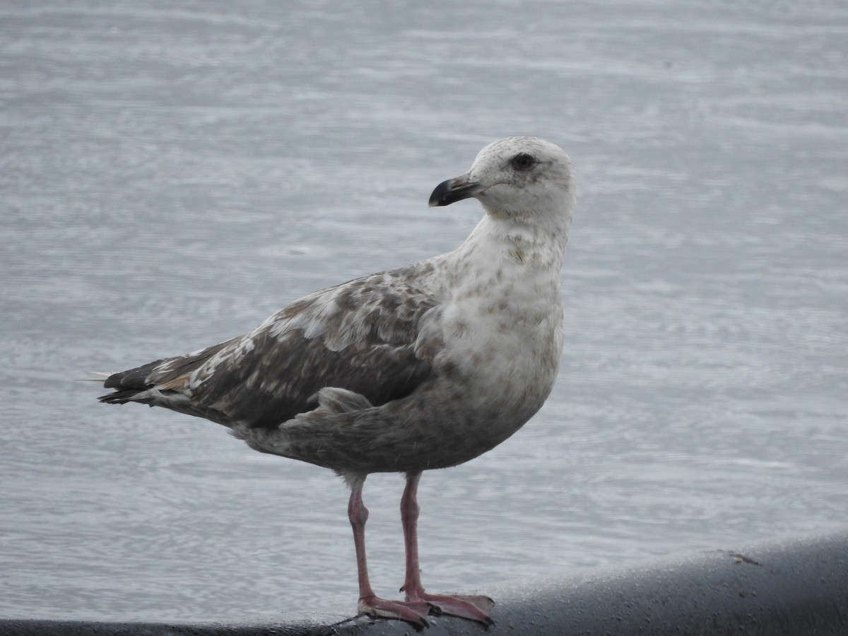 skifermåke - ML624067006