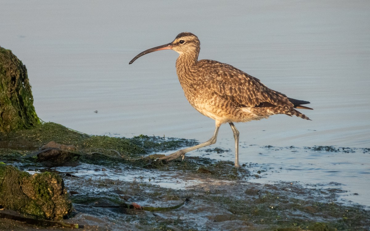 Whimbrel - ML624067009