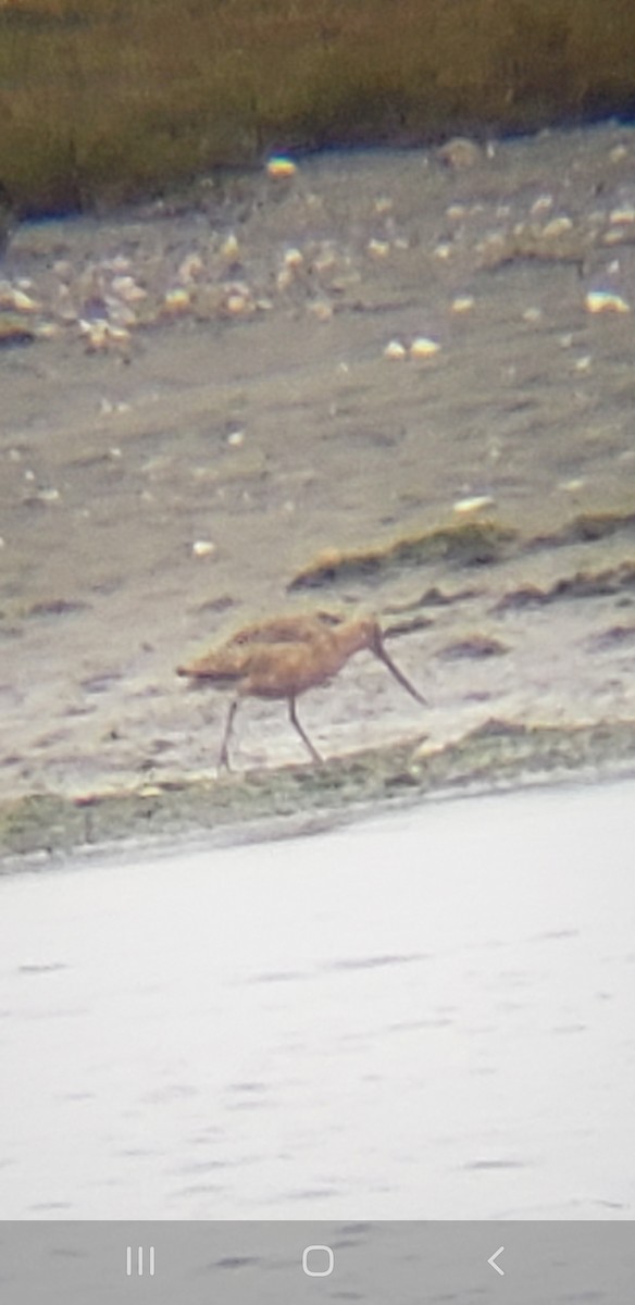 Marbled Godwit - ML624067011