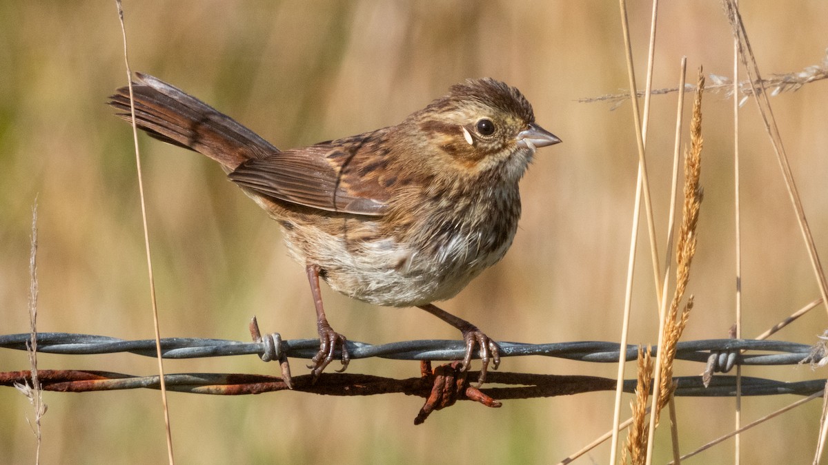 Song Sparrow - ML624067014