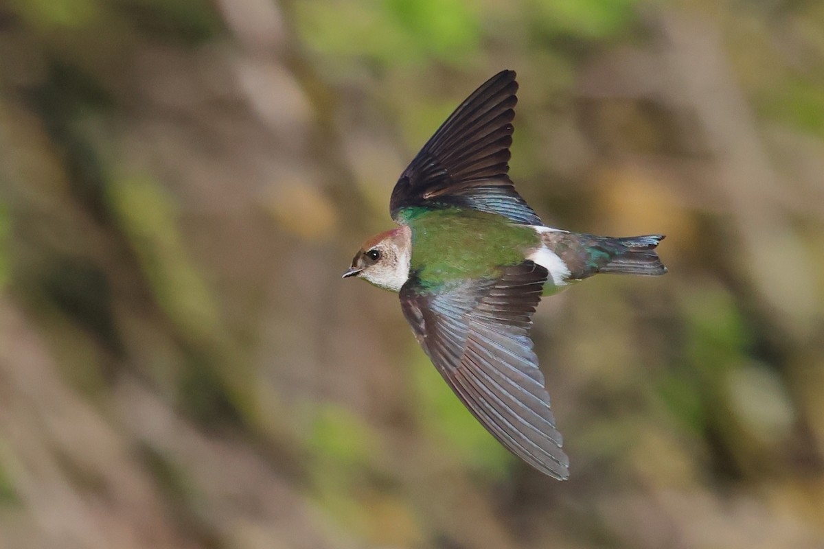 Violet-green Swallow - J Tanner