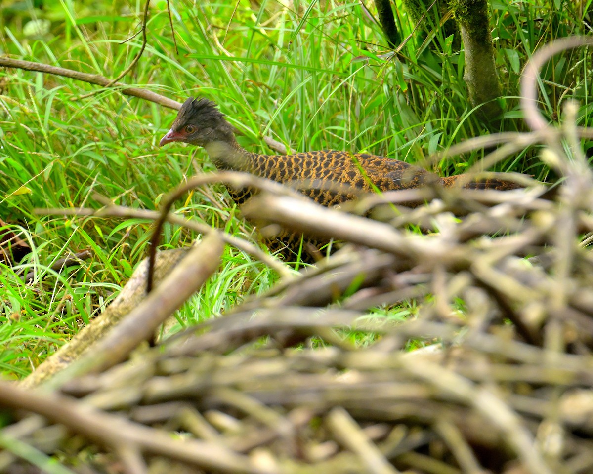 Red Spurfowl - Rajesh Gopalan