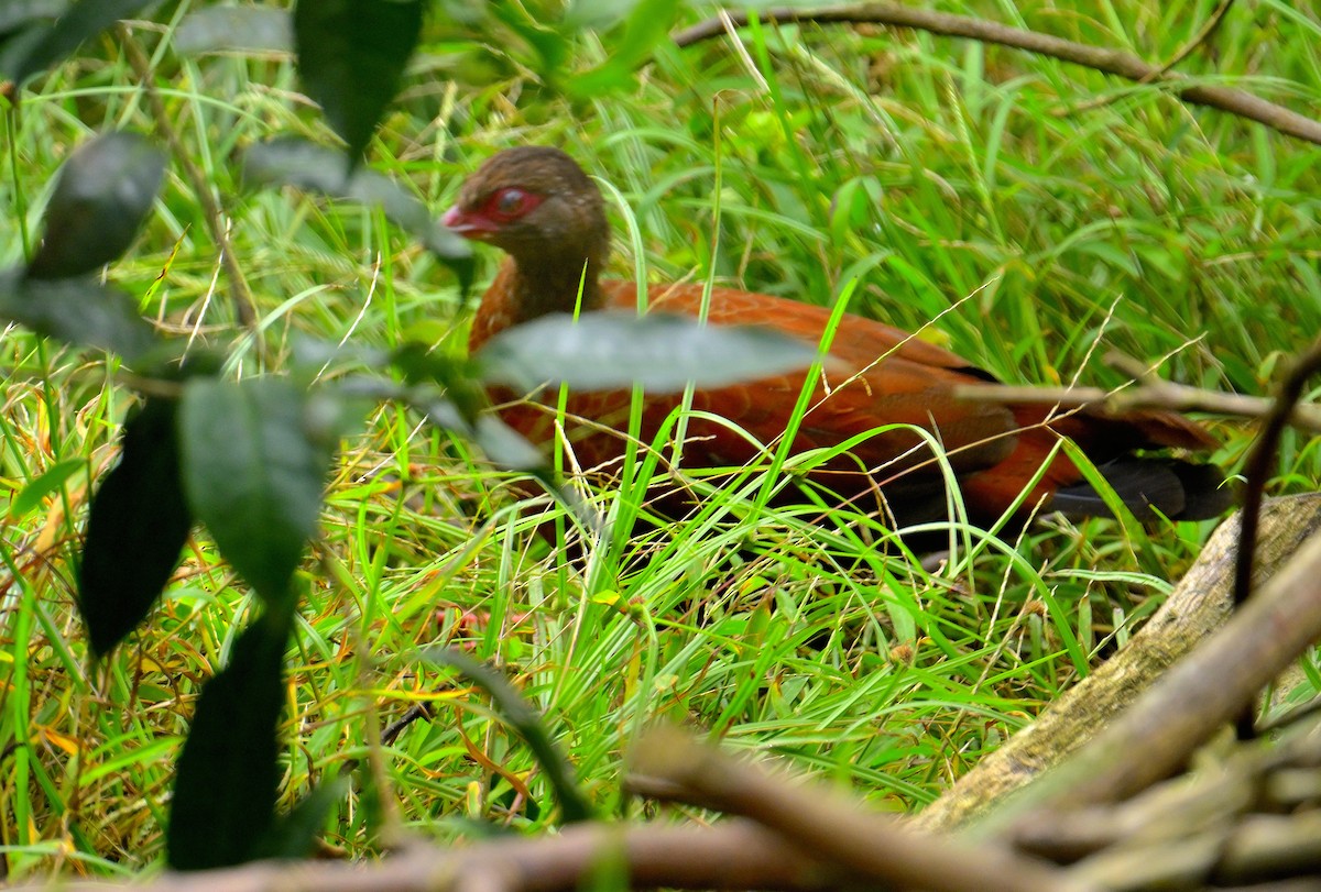 Red Spurfowl - ML624067021