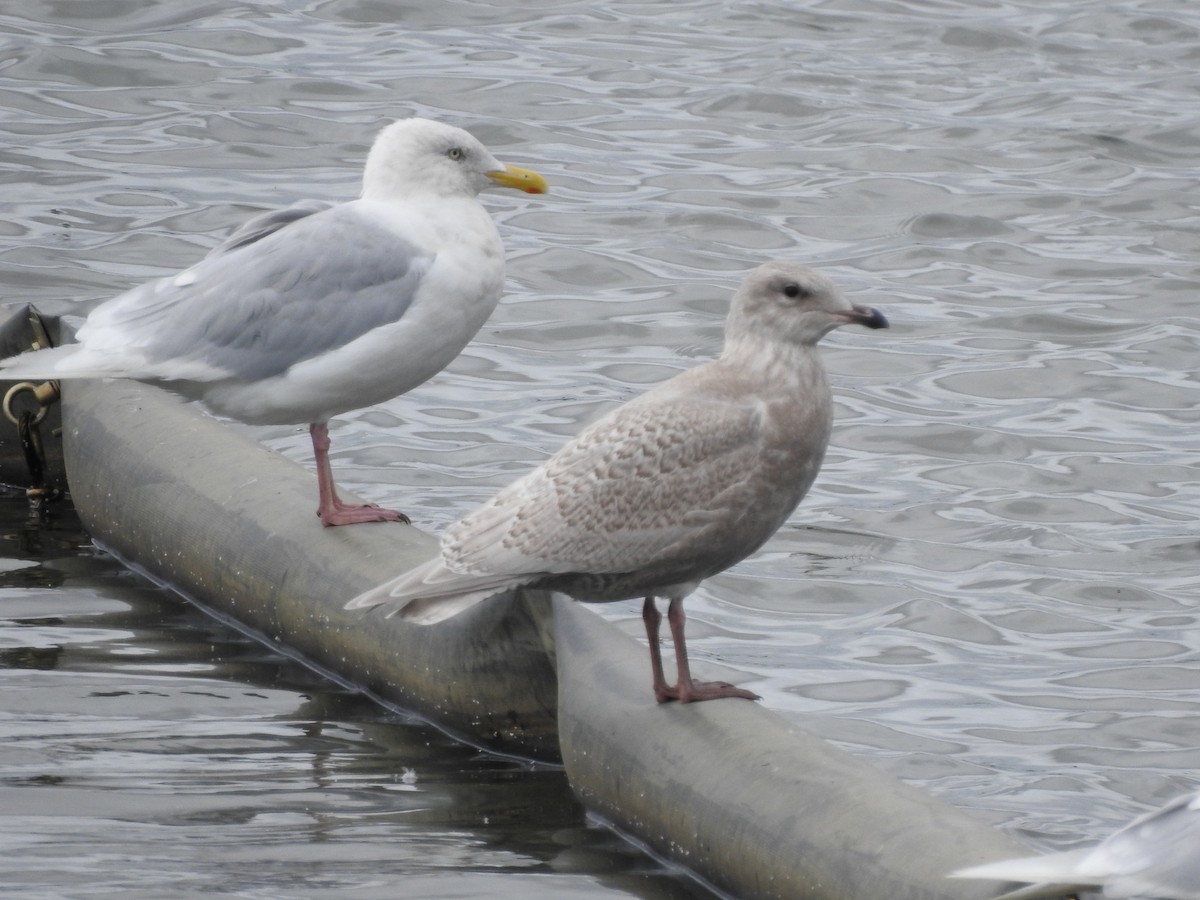 Glaucous x Glaucous-winged Gull (hybrid) - ML624067032