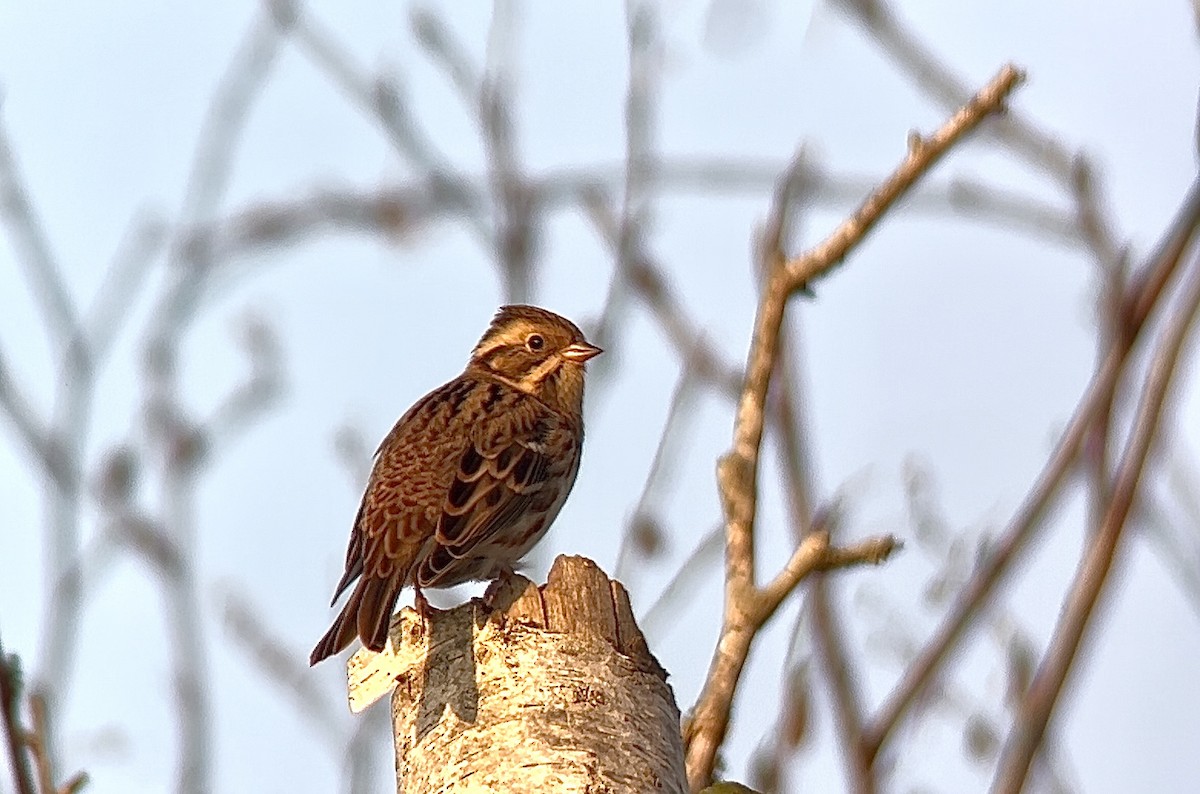 Rustic Bunting - ML624067033