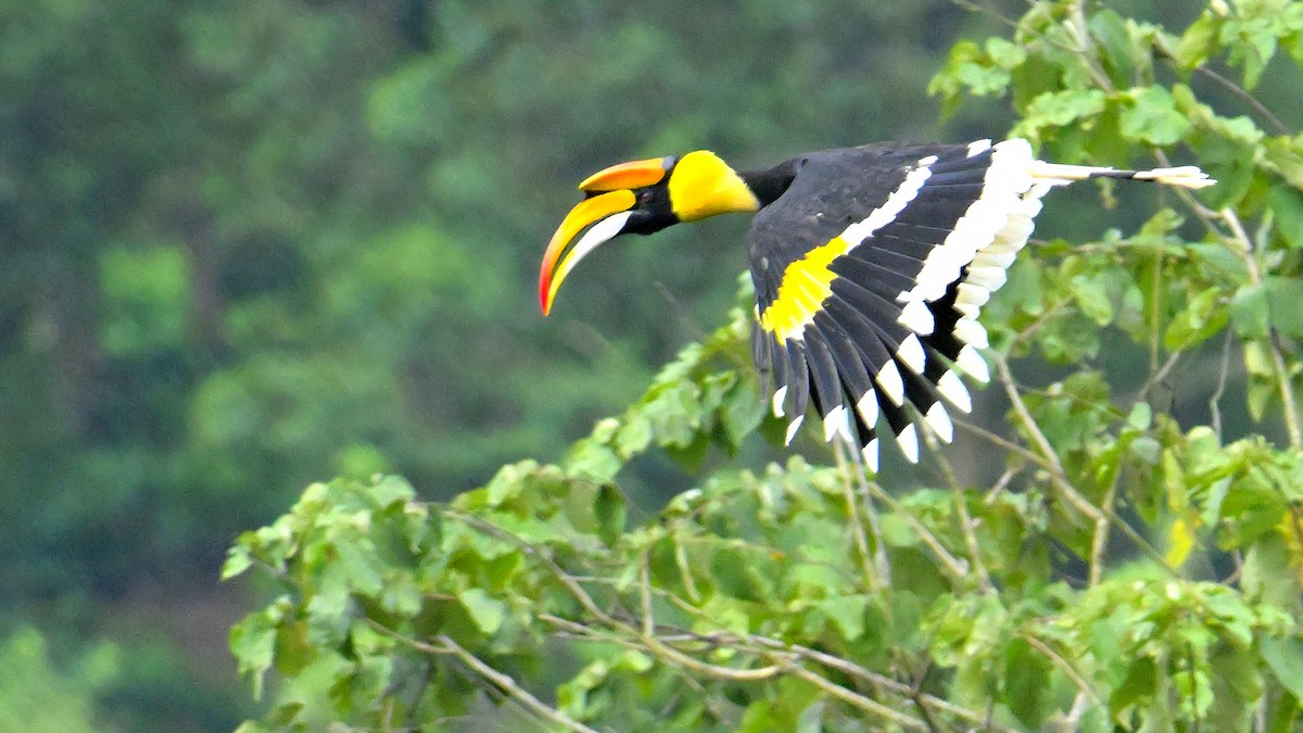 Great Hornbill - Rajesh Gopalan