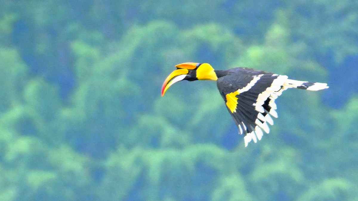 Great Hornbill - ML624067041