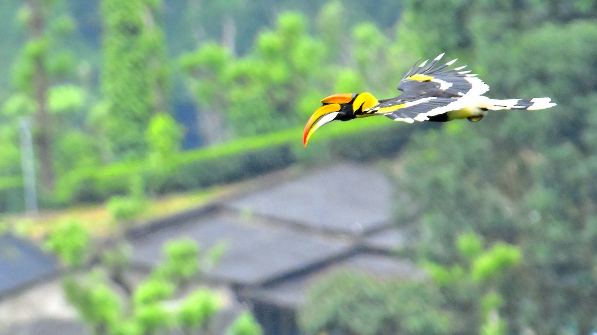 Great Hornbill - ML624067042