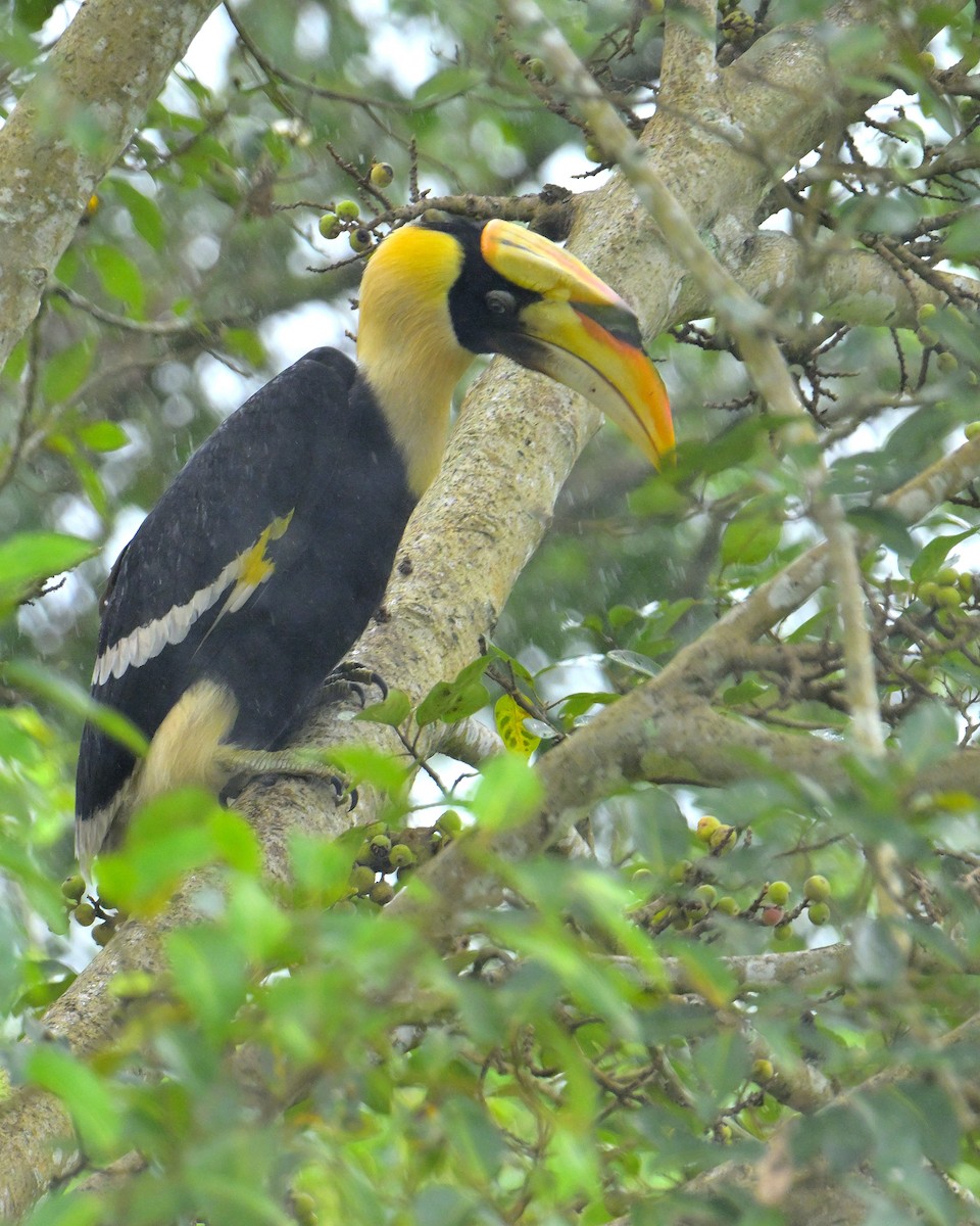 Great Hornbill - ML624067047