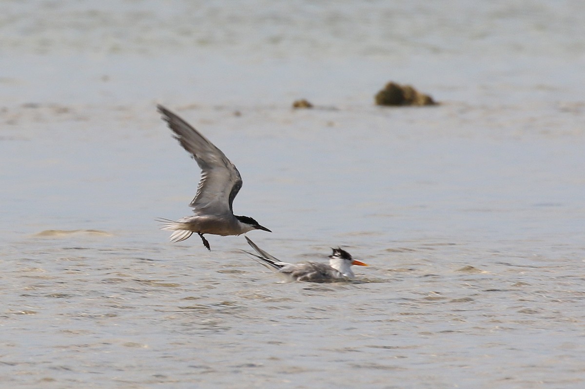 White-cheeked Tern - ML624067050