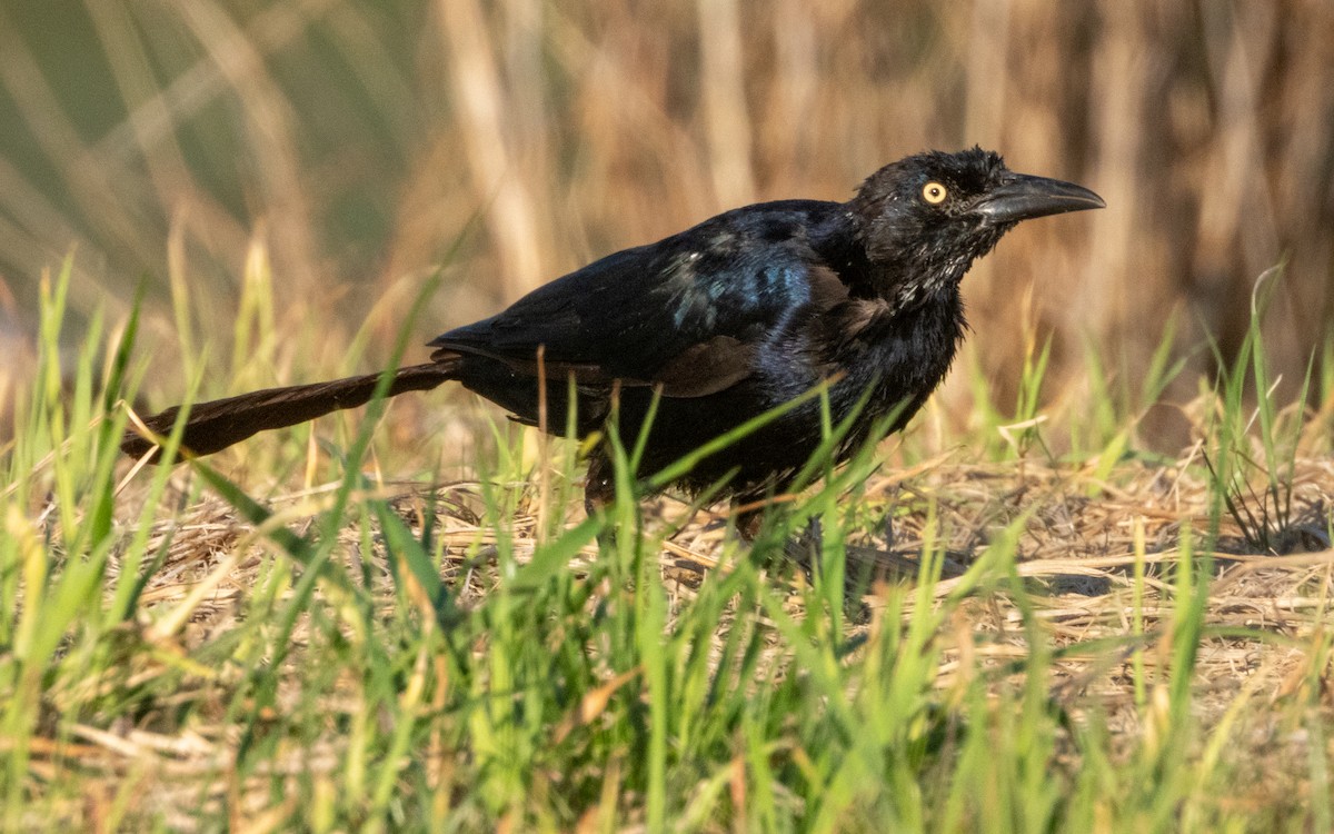 Great-tailed Grackle - ML624067051