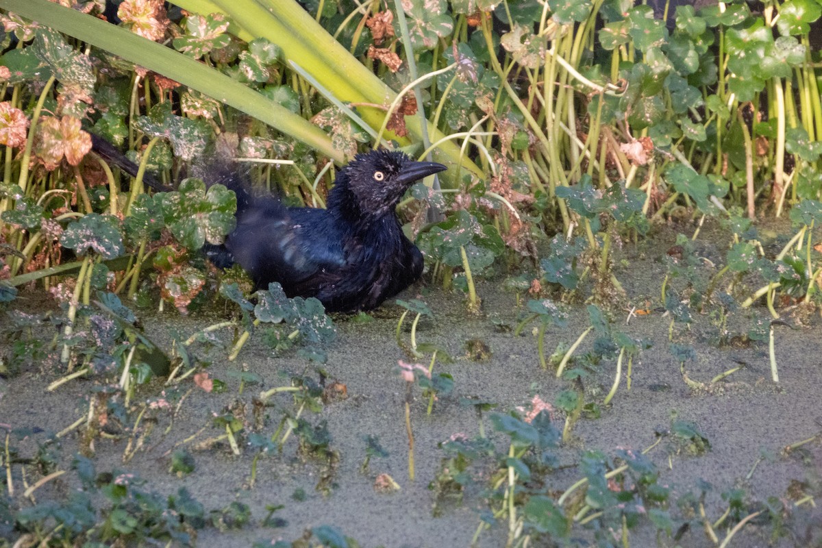 Great-tailed Grackle - ML624067052