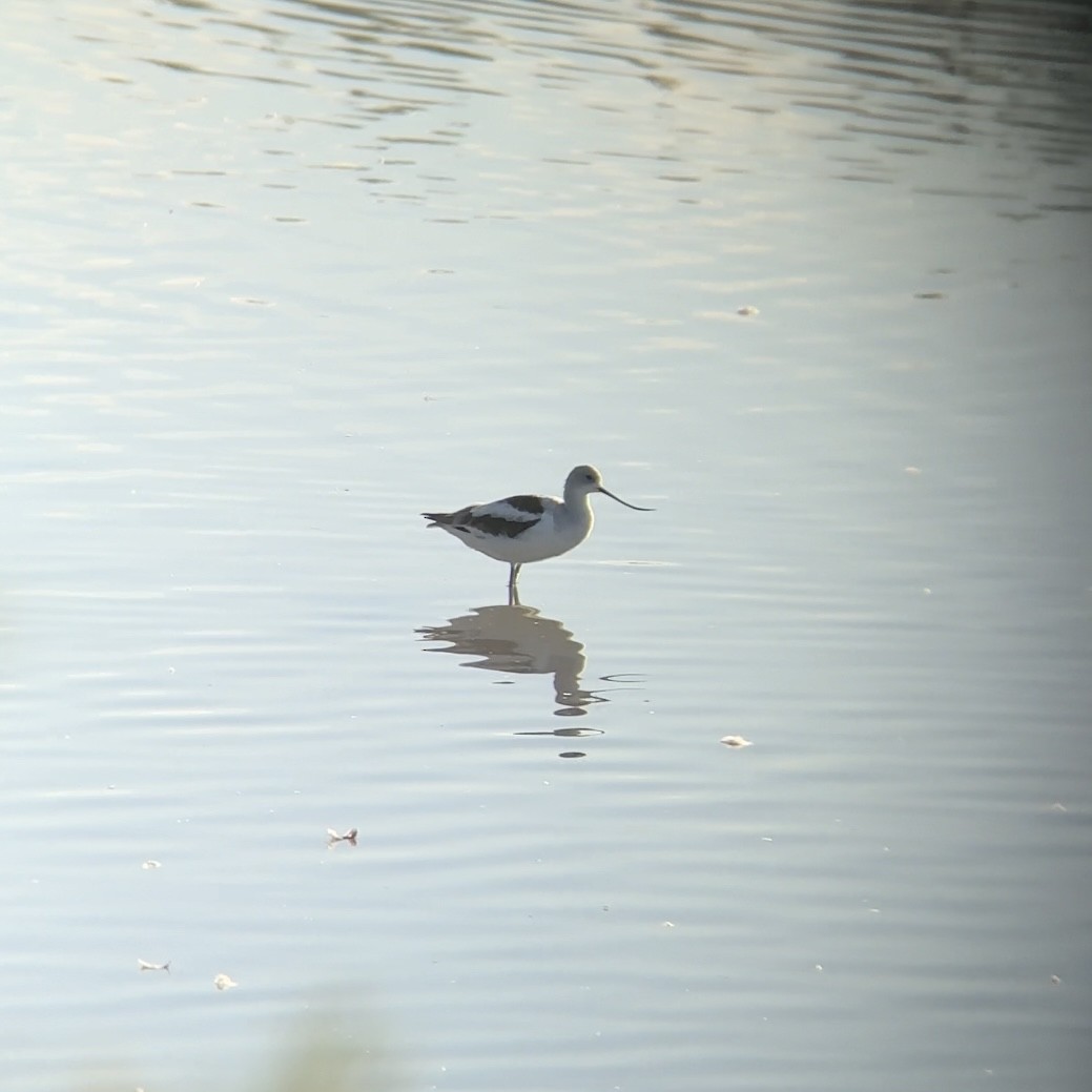 Avoceta Americana - ML624067062