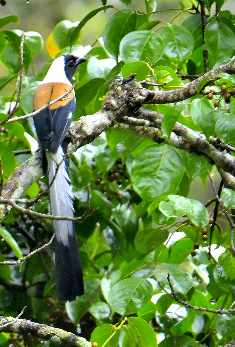 White-bellied Treepie - ML624067081