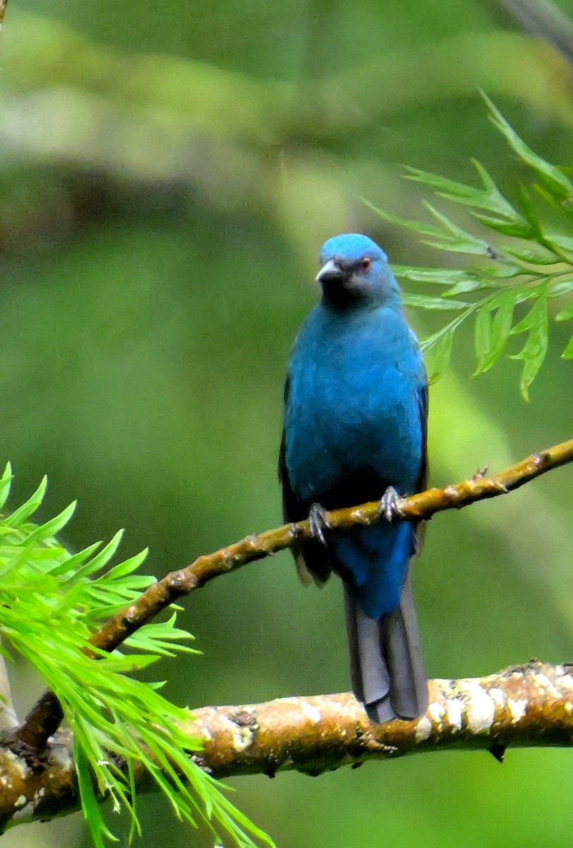 Asian Fairy-bluebird - ML624067097