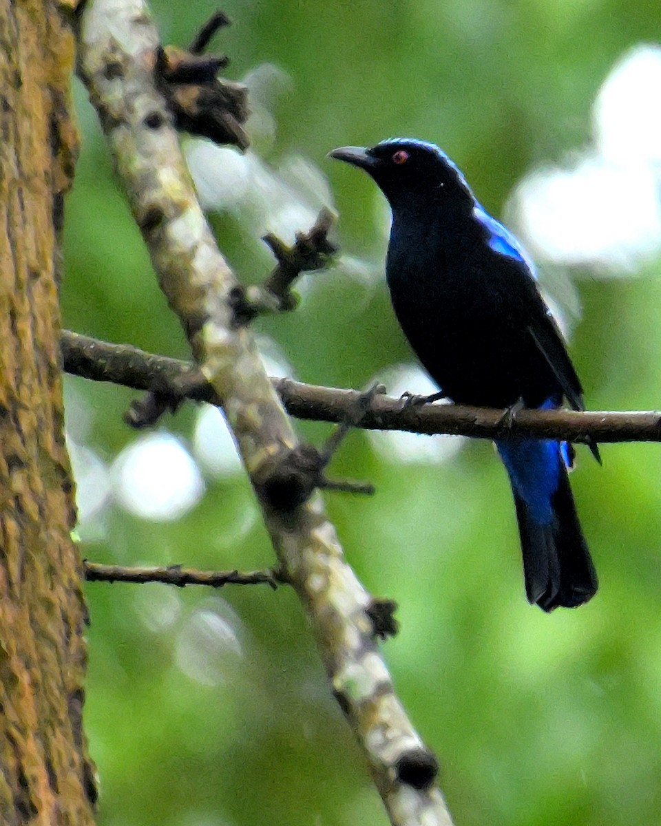 Asian Fairy-bluebird - ML624067098