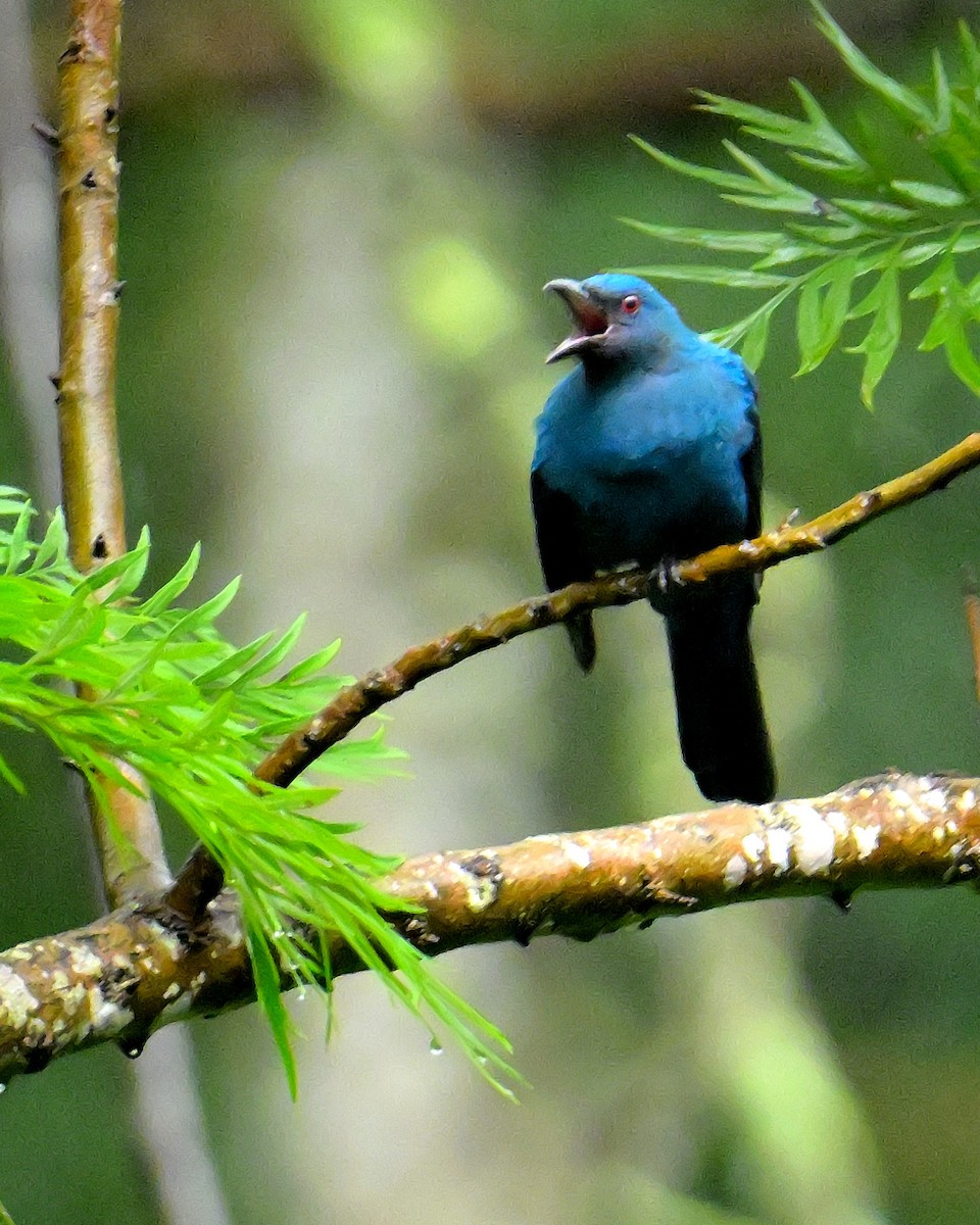 Asian Fairy-bluebird - ML624067099