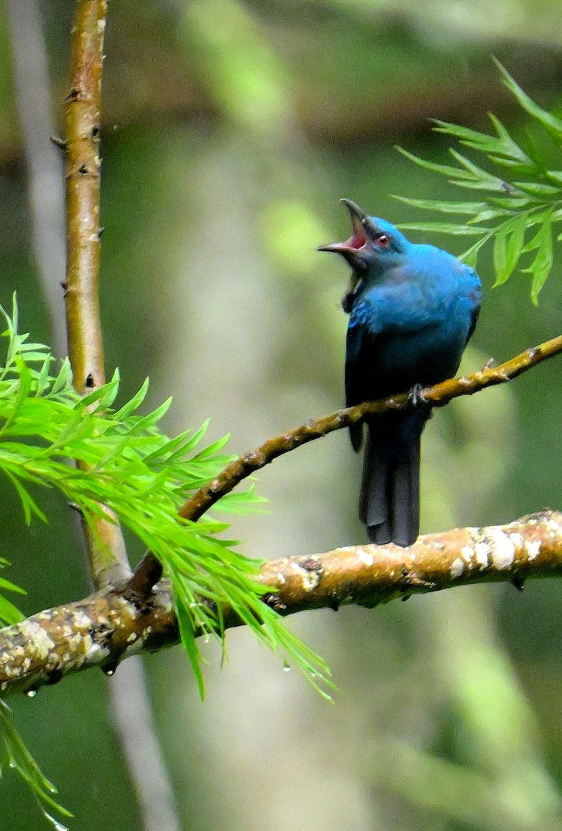 Asian Fairy-bluebird - ML624067100