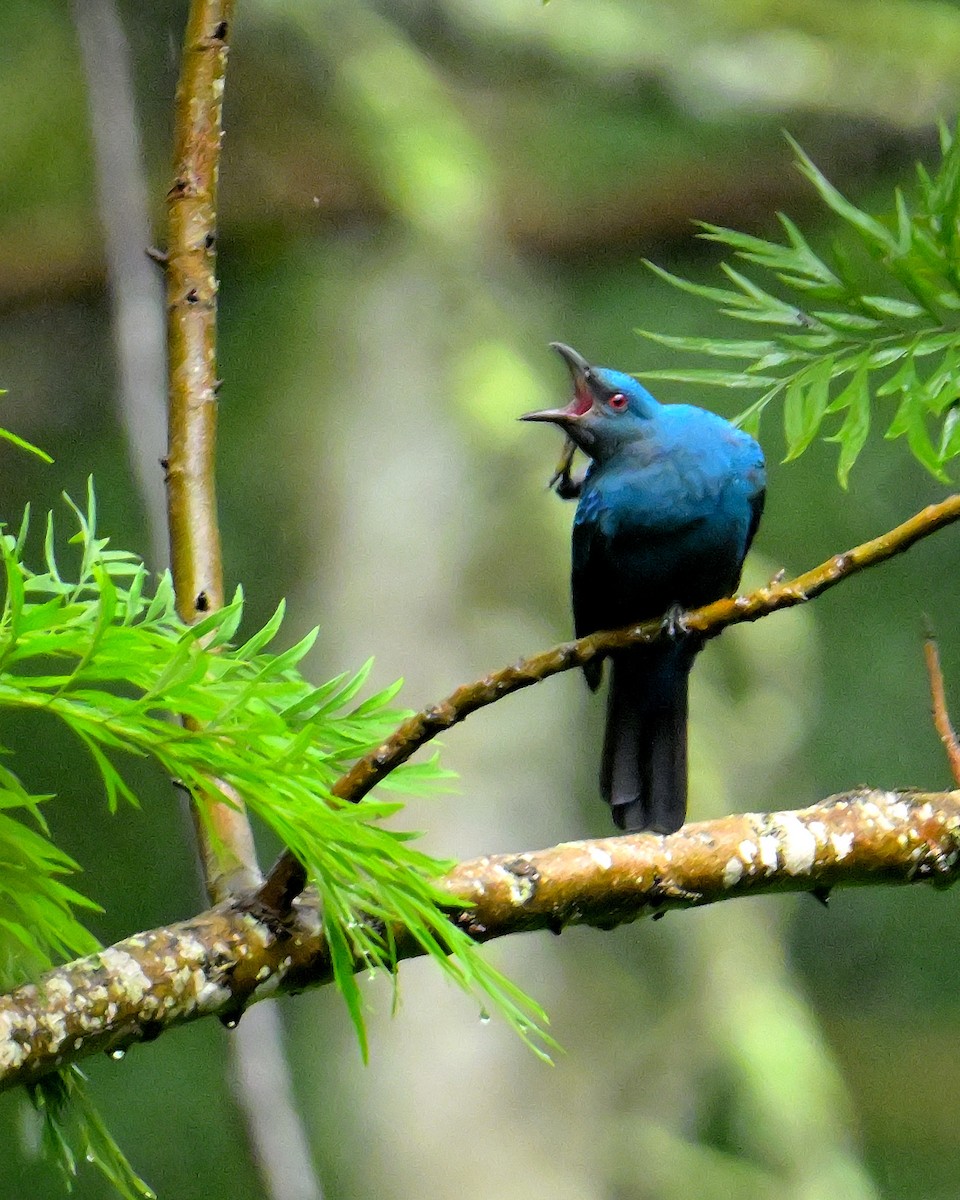 Asian Fairy-bluebird - ML624067101