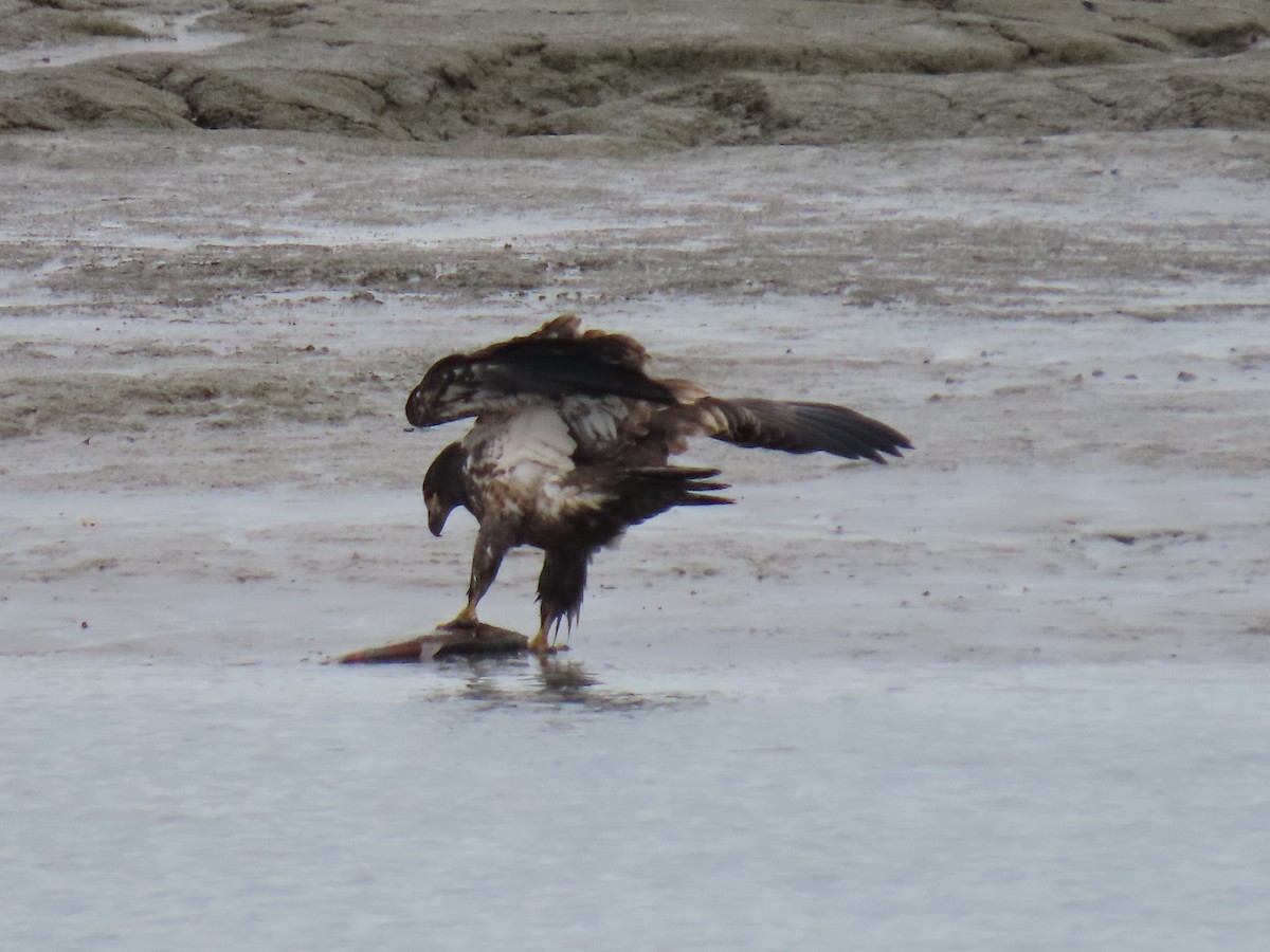 Bald Eagle - ML624067102