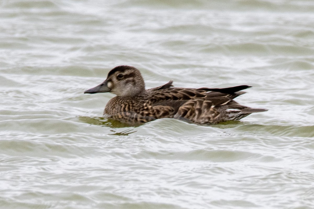 Baikal Teal - ML624067107