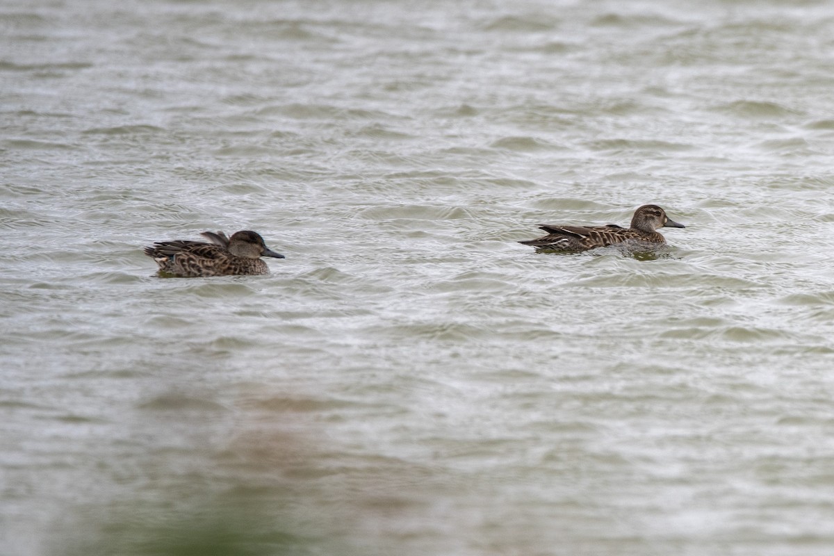 Baikal Teal - ML624067108