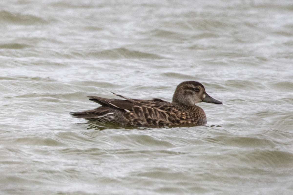 Baikal Teal - Amy Kohlhepp