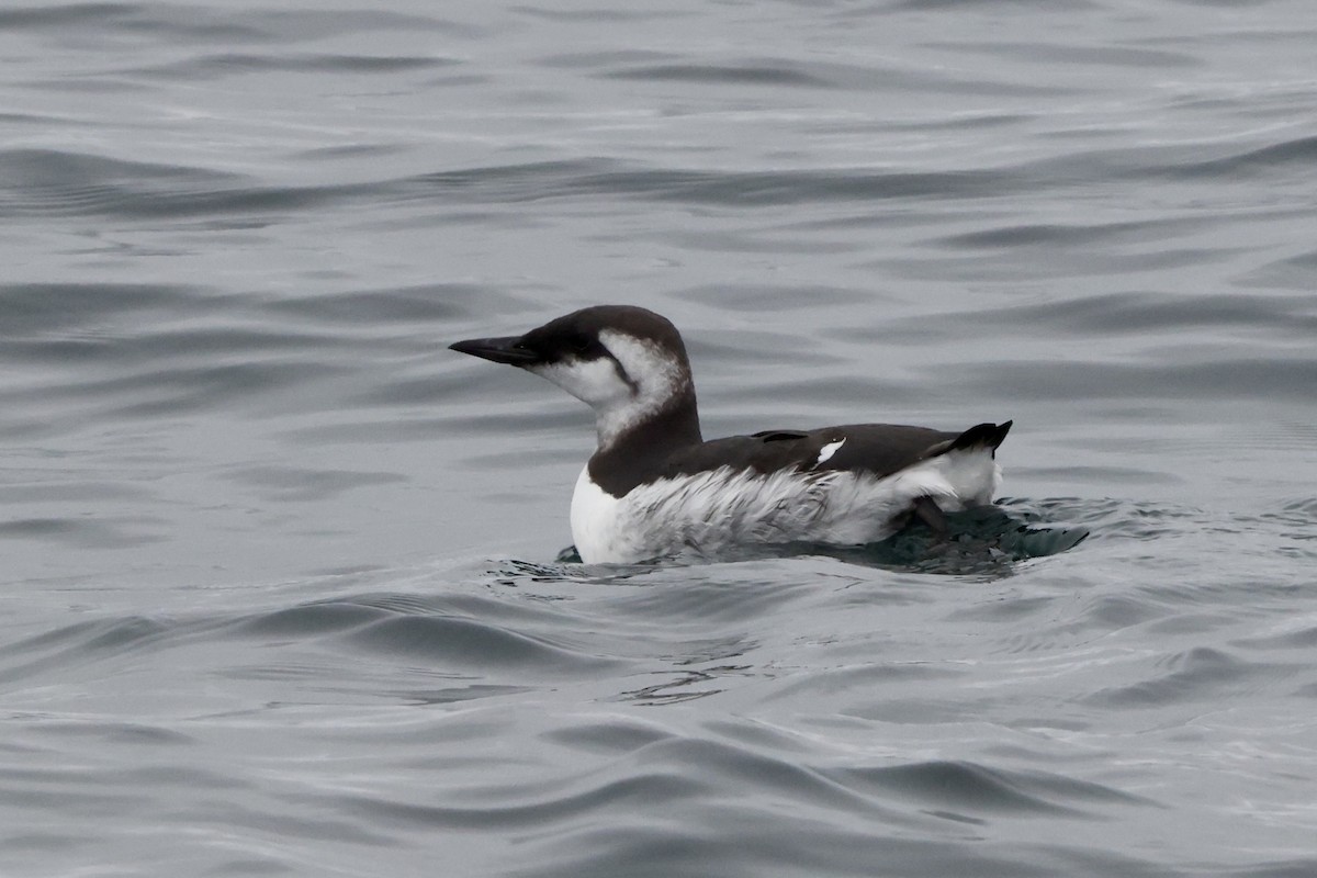 Common Murre - ML624067115