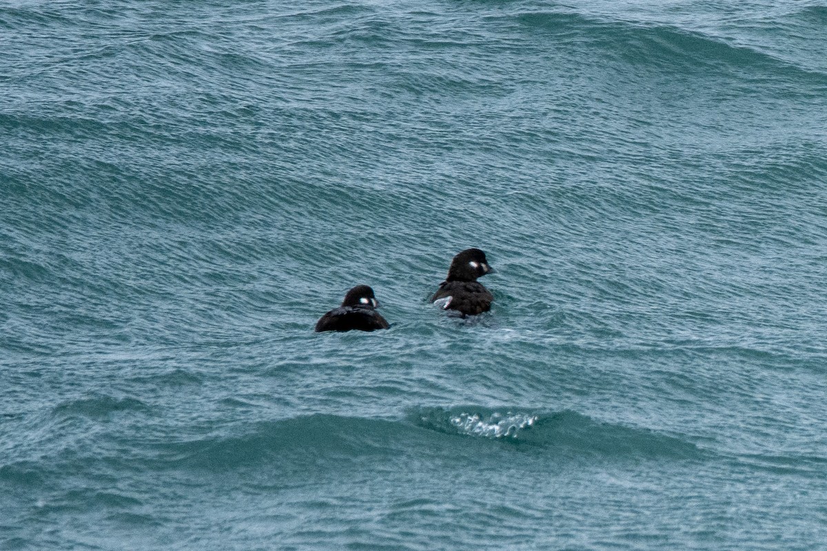 Harlequin Duck - ML624067118