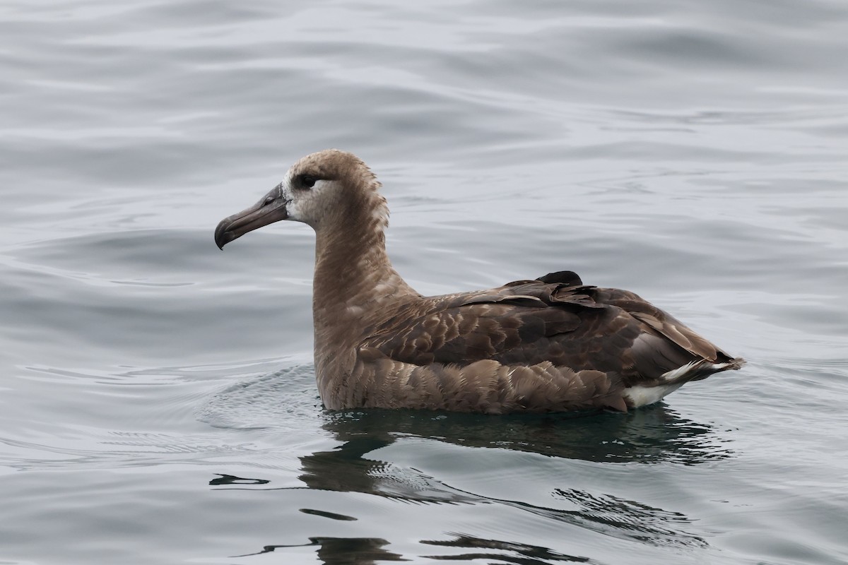 Albatros à pieds noirs - ML624067130