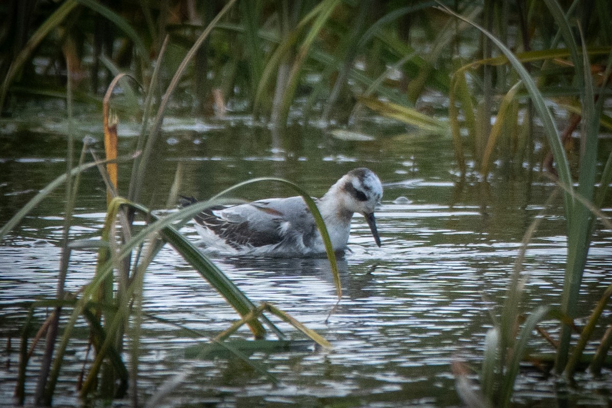 Phalarope à bec large - ML624067132