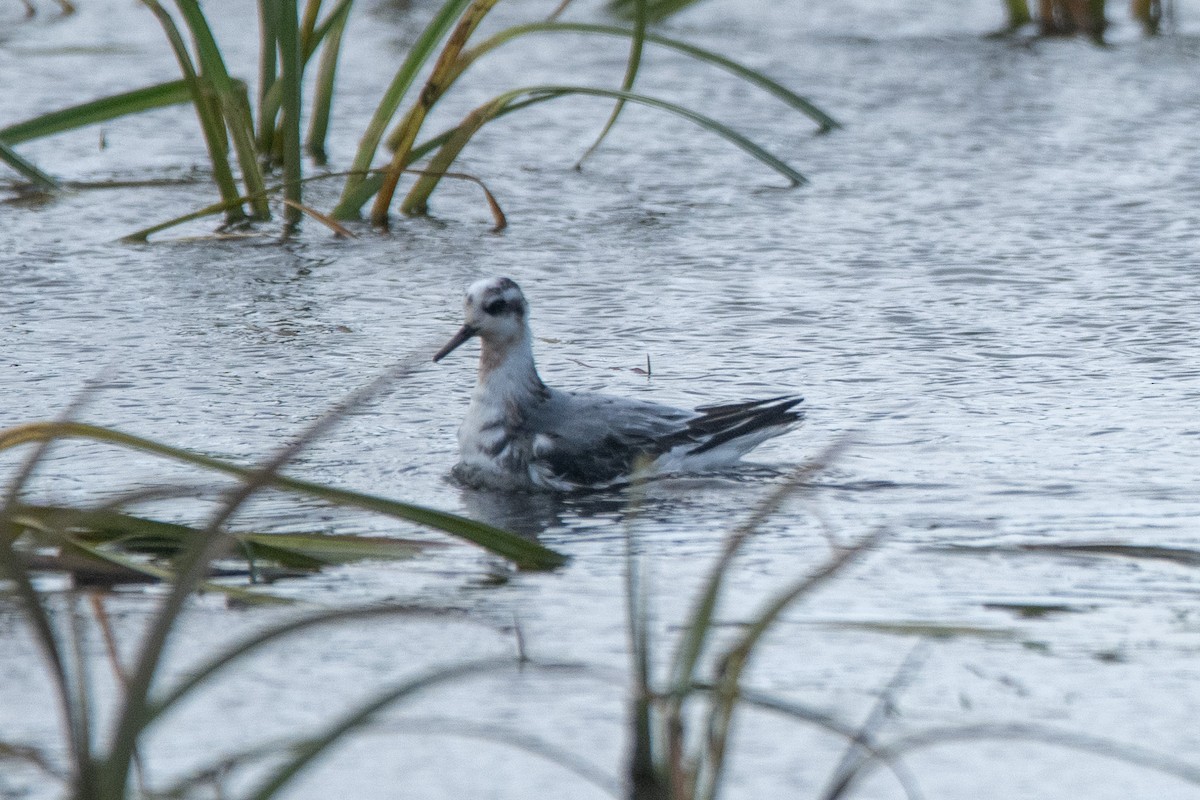 Phalarope à bec large - ML624067133