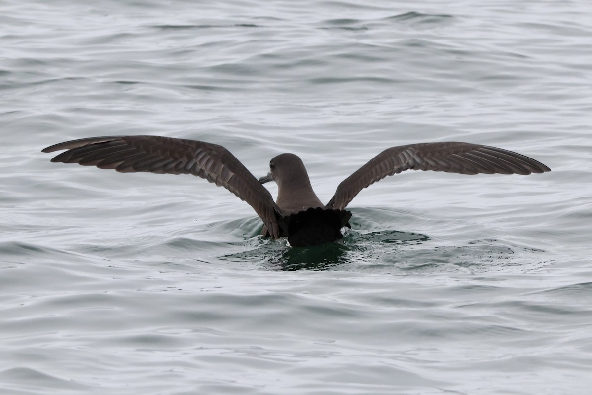 Sooty Shearwater - ML624067138