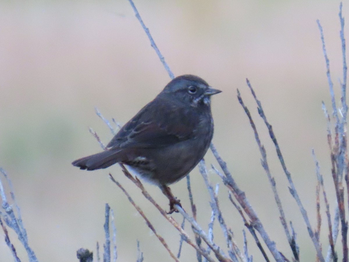 Song Sparrow - Laura Burke