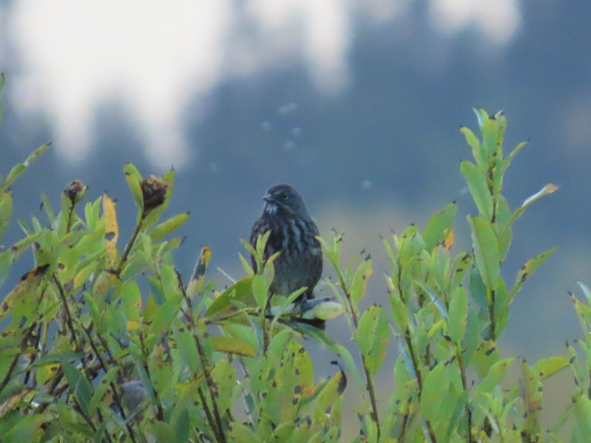 Song Sparrow - ML624067142