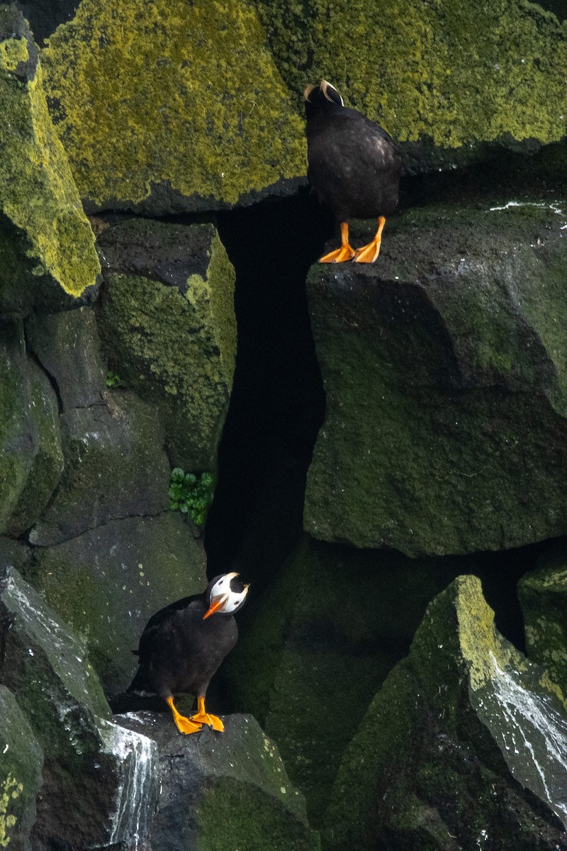 Tufted Puffin - ML624067169