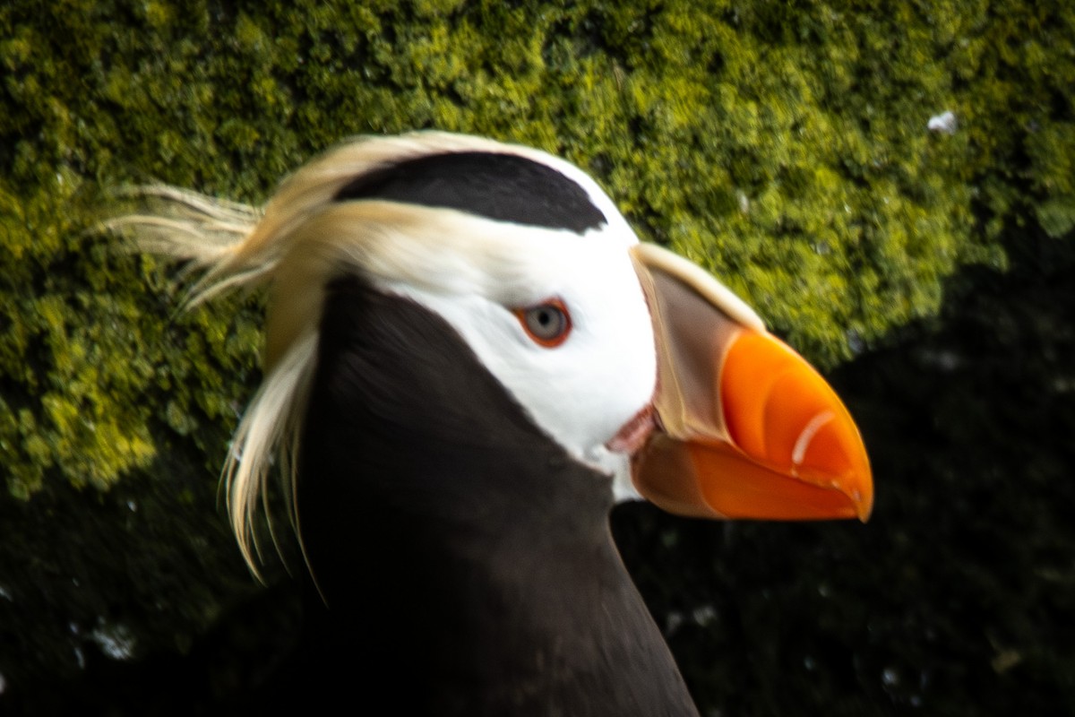 Tufted Puffin - ML624067171