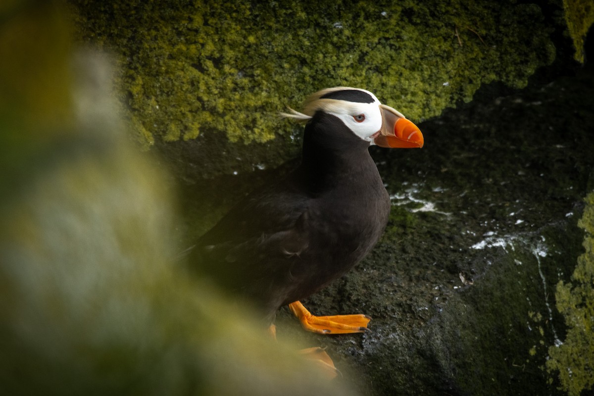 Tufted Puffin - ML624067172