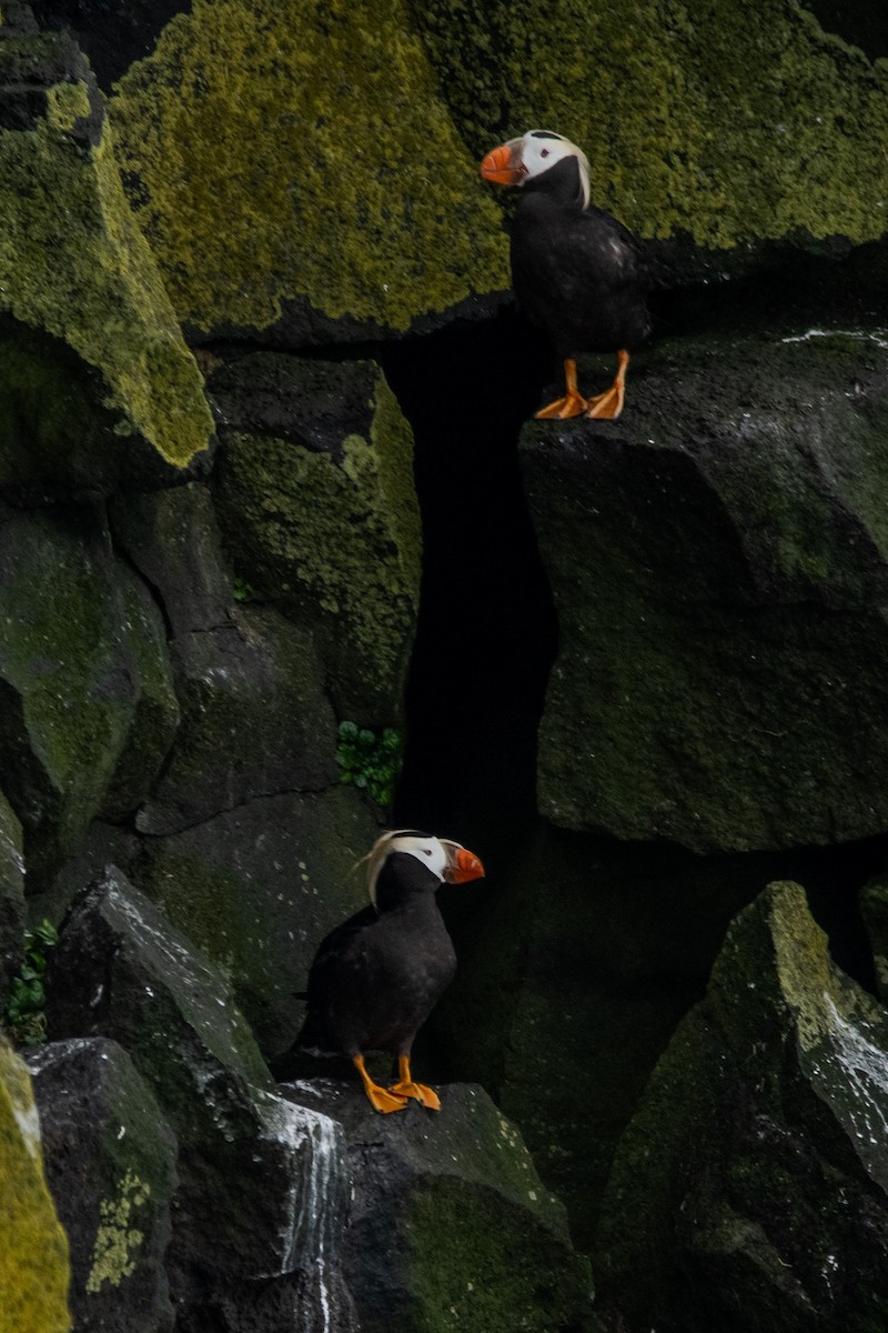 Tufted Puffin - ML624067174